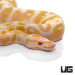 Baby Candy Albino Ball Pythons For Sale - Underground Reptiles