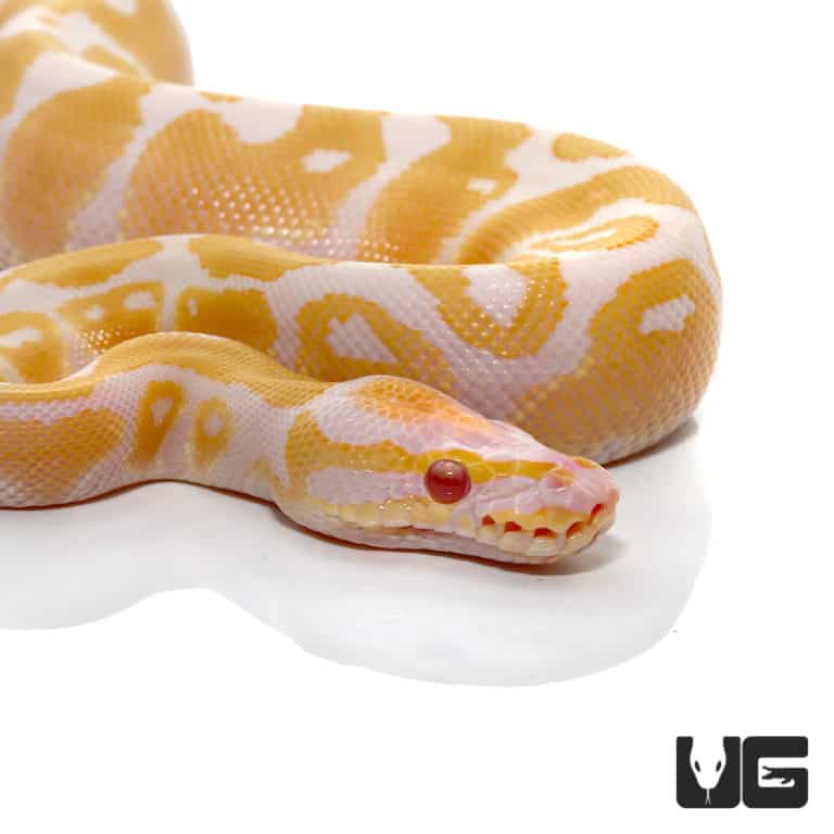 Baby Candy Albino Ball Pythons (Python regius) For Sale - Underground ...