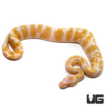 Baby Candy Albino Ball Pythons For Sale - Underground Reptiles