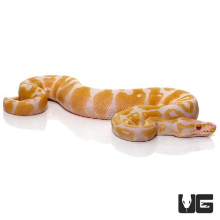 Baby Candy Albino Ball Pythons For Sale - Underground Reptiles