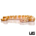 Baby Candy Albino Ball Pythons For Sale - Underground Reptiles