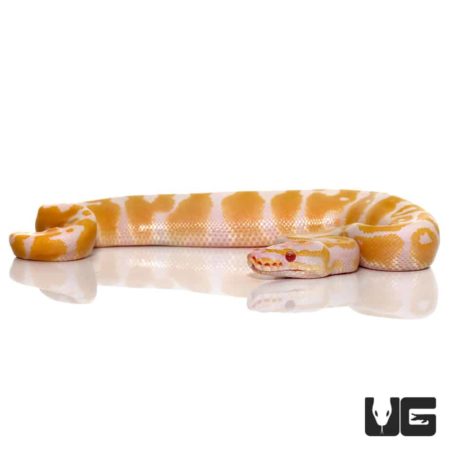 Baby Candy Albino Ball Pythons For Sale - Underground Reptiles