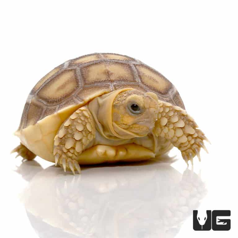 Baby Sulcata Tortoises (Centrochelys sulcata) For Sale - Underground ...