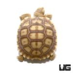 Baby Sulcata Tortoises For Sale - Underground Reptiles
