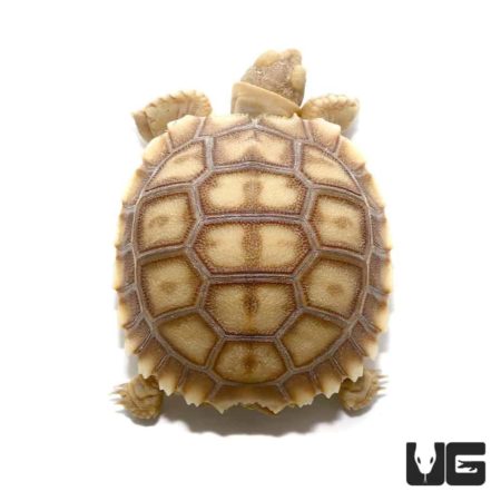 Baby Sulcata Tortoises (centrochelys Sulcata) For Sale - Underground 