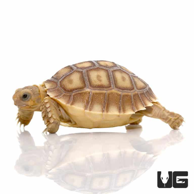 Baby Sulcata Tortoises (Centrochelys sulcata) For Sale - Underground ...