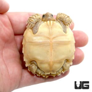 Baby Sulcata Tortoises (Centrochelys sulcata) For Sale - Underground ...