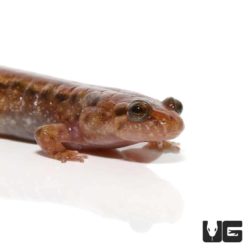 Dusky Salamanders For Sale - Underground Reptiles