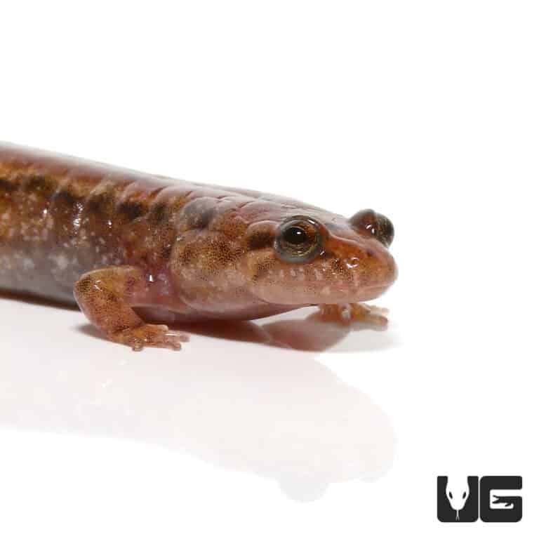 Salamanders For Sale Underground Reptiles