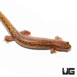 Dusky Salamanders For Sale - Underground Reptiles