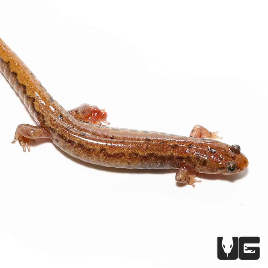 Dusky Salamanders (Desmognathus fuscus) For Sale Underground Reptiles