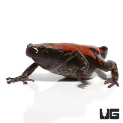 Red and Black Walking Frogs For Sale - Underground Reptiles