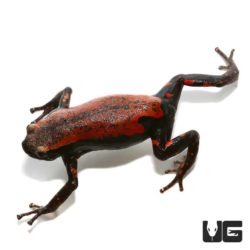 Red and Black Walking Frogs For Sale - Underground Reptiles