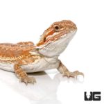 9-11 Hypo Inferno Bearded Dragon For Sale - Underground Reptiles