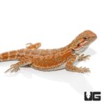 Baby Hypo Inferno Bearded Dragon For Sale - Upriva Reptiles