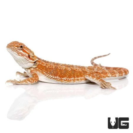 9-11 Hypo Inferno Bearded Dragon For Sale - Underground Reptiles