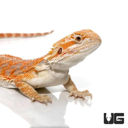 7 – 9 Inch Hypo Inferno Blue Bar Bearded Dragon For Sale - Underground Reptiles