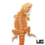 9-11 Inch Inferno Hypo Blue Bar Bearded Dragon For Sale - Underground Reptiles