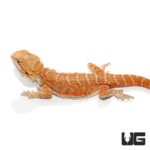 9-11 Inch Inferno Hypo Blue Bar Bearded Dragon For Sale - Underground Reptiles