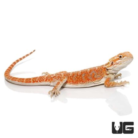 9-11 Inch Inferno Hypo Blue Bar Bearded Dragon For Sale - Underground Reptiles