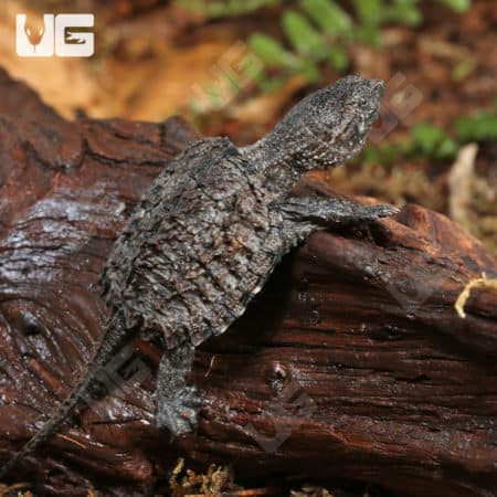 Baby Common Snapping Turtles (Chelydra serpentina) for sale