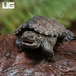 Baby Common Snapping Turtles (Chelydra serpentina) for sale