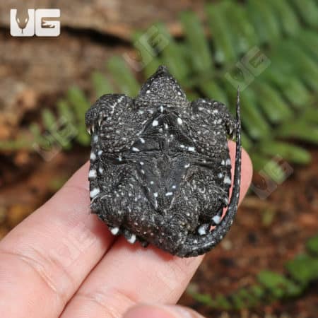 Baby Common Snapping Turtles (Chelydra serpentina) for sale