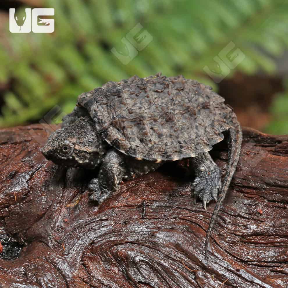 Baby Common Snapping Turtles For Sale - Underground Reptiles