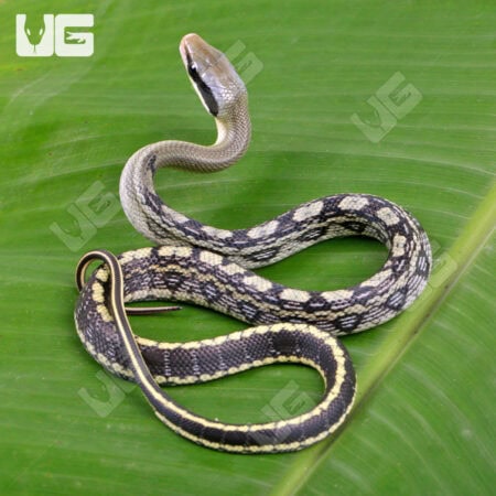Baby Vietnamese Blue Beauty Ratsnake For Sale - Underground Reptiles