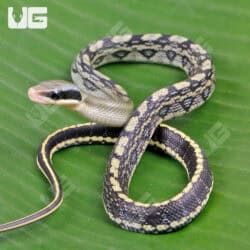 Baby Vietnamese Blue Beauty Ratsnake For Sale - Underground Reptiles