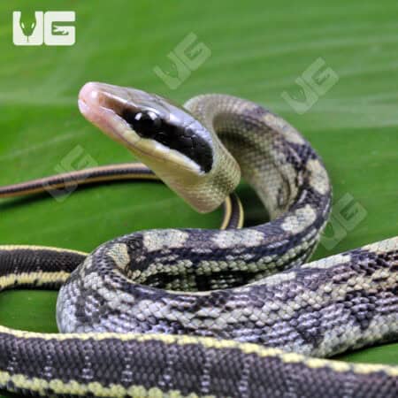 Baby Vietnamese Blue Beauty Ratsnake For Sale - Underground Reptiles