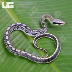 Baby Vietnamese Blue Beauty Ratsnake For Sale - Underground Reptiles