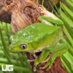 Giant Waxy Monkey Tree Frog (Phyllomedusa bicolor) For Sale - Underground Reptiles