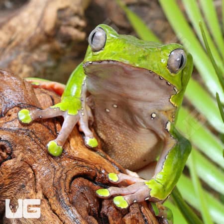 Giant Waxy Monkey Tree Frog (Phyllomedusa bicolor) For Sale - Underground Reptiles