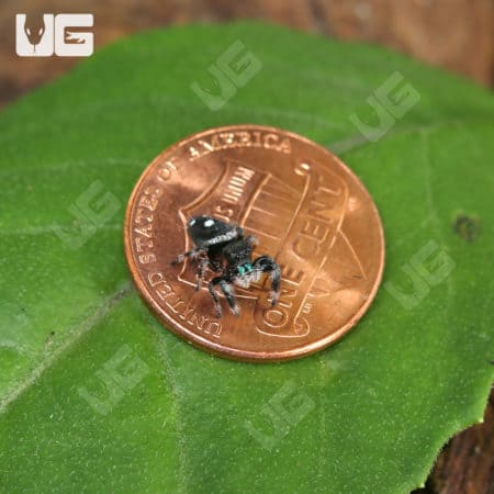 Juvenile Regal Jumping Spider (Phidippus regius) For Sale - Underground