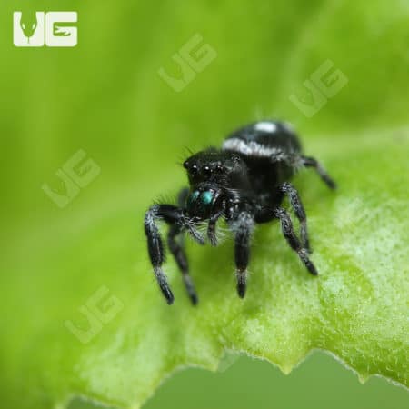 Regal Jumping Spiders (Phidippus regius) for sale