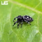 Regal Jumping Spiders (Phidippus regius) for sale