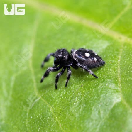 Regal Jumping Spiders (Phidippus regius) for sale