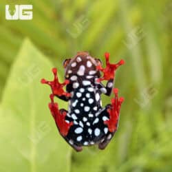 Reed Frogs For Sale - Underground Reptiles