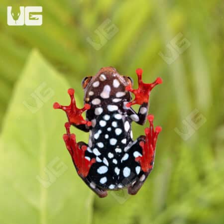 Reed Frogs For Sale - Underground Reptiles