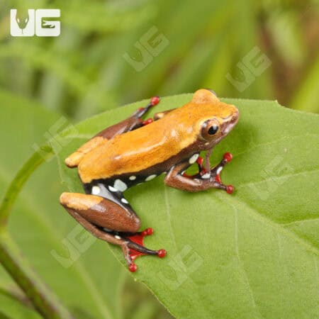 Reed Frogs For Sale - Underground Reptiles