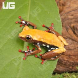 Reed Frogs For Sale - Underground Reptiles