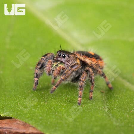 Orange Phase Tennessee Jumping Spider For Sale - Underground Reptiles