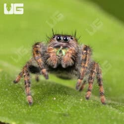 Orange Phase Tennessee Jumping Spider For Sale - Underground Reptiles