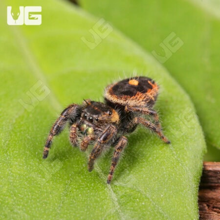 Orange Phase Tennessee Jumping Spider For Sale - Underground Reptiles
