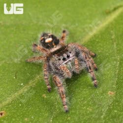 Orange Phase Tennessee Jumping Spider For Sale - Underground Reptiles