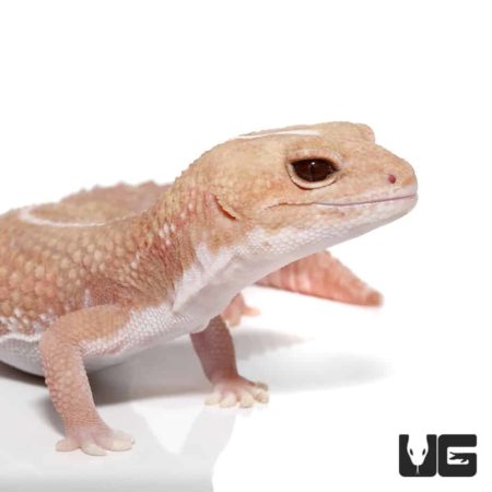 Adult Striped Albino Fat Tail Gecko For Sale - Underground Reptiles