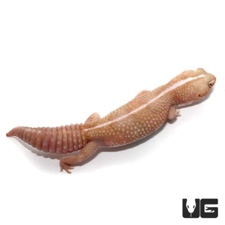 Adult Striped Albino Fat Tail Gecko For Sale - Underground Reptiles