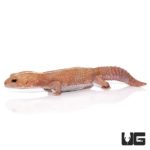 Adult Striped Albino Fat Tail Gecko For Sale - Underground Reptiles