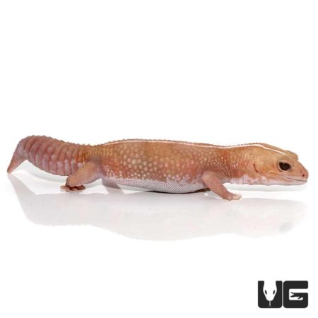 Adult Striped Albino Fat Tail Gecko For Sale - Underground Reptiles